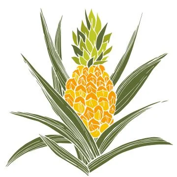 Hand drawn pineapple plant. Vector sketch illustration Stock Illustration