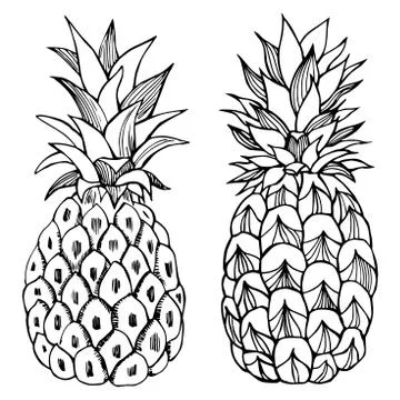 Hand drawn pineapple. Vector sketch illustration Stock Illustration