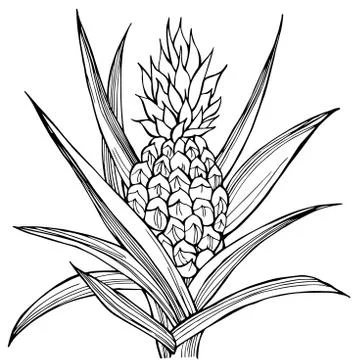 Hand drawn pineapple. Vector sketch illustration Stock Illustration