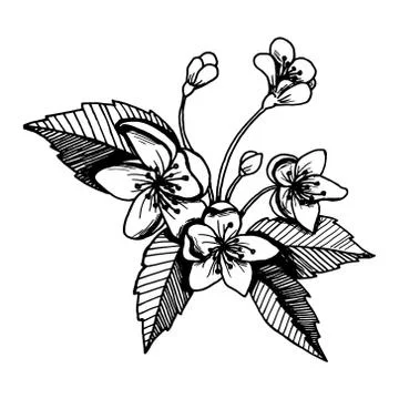 Hand drawn plants and tree branches with leaves. Vector floral silhouettes. G Stock Illustration