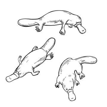 Hand drawn platypus. Vector   illustration. Stock Illustration