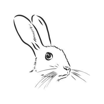 Hand-drawn portrait of rabbit. Vector illustration. portrait of a hare, head  Stock Illustration