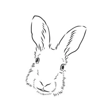 Hand-drawn portrait of rabbit. Vector illustration. portrait of a hare, head  Stock Illustration