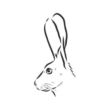 Hand-drawn portrait of rabbit. Vector illustration. portrait of a hare, head  Stock Illustration