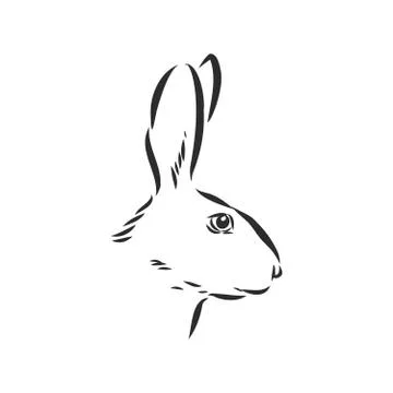 Hand-drawn portrait of rabbit. Vector illustration. portrait of a hare, head  Stock Illustration