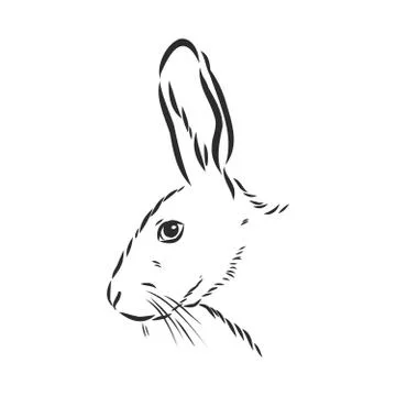 Hand-drawn portrait of rabbit. Vector illustration. portrait of a hare, head  Stock Illustration
