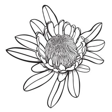 Hand drawn Protea Detailed  Vector Illustration Stock Illustration