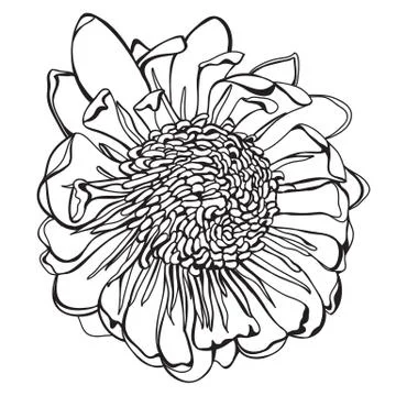 Hand drawn protea in full bloom Illustrazione stock