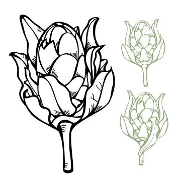 Hand drawn Protea Side View Vector Illustration Stock Illustration