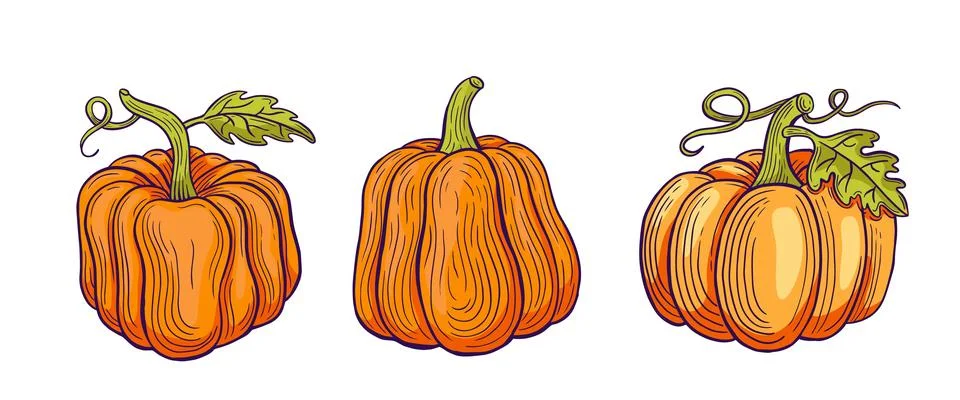 Hand drawn pumpkin colored set vector 스톡 일러스트