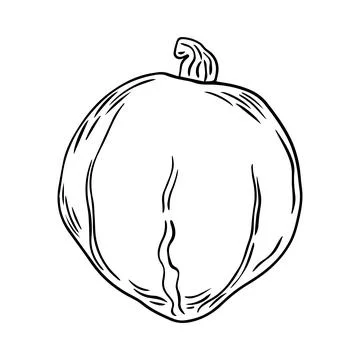 Hand Drawn pumpkin doodle. Sketch style icon. Decoration element. Isolated .. Stock Illustration
