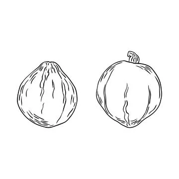 Hand Drawn pumpkin doodle. Sketch style icon. Decoration element. Isolated .. Stock Illustration