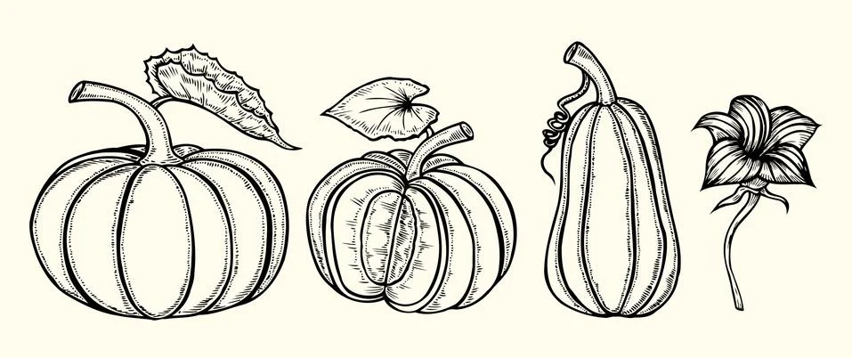 Hand drawn pumpkin Illustrazione stock
