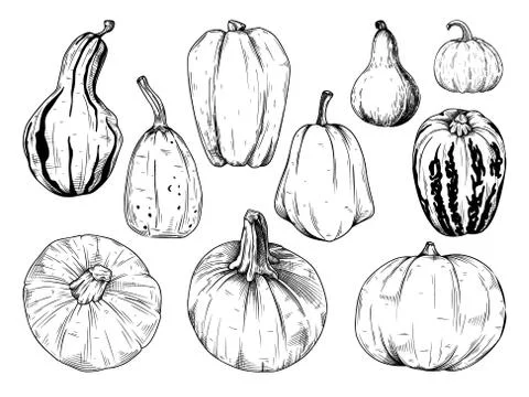 Hand drawn pumpkin set isolated on white background. Vector illustration Stock Illustration