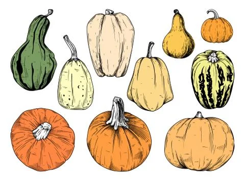 Hand drawn pumpkin set isolated on white background. Vector illustration Stock Illustration