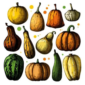 Hand drawn pumpkin set isolated on white background. Vector illustration Stock Illustration