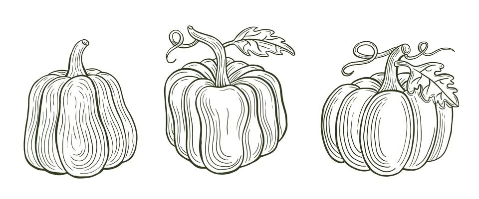 Hand drawn pumpkin set vector Stock Illustration
