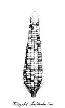 Hand Drawn of Purple Corn on White Background Stockillustratie