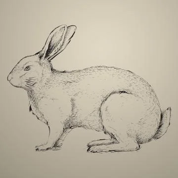 Hand drawn rabbit Stock Illustration