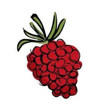 Hand drawn raspberry illustration isolated on white background. Stock Illustration