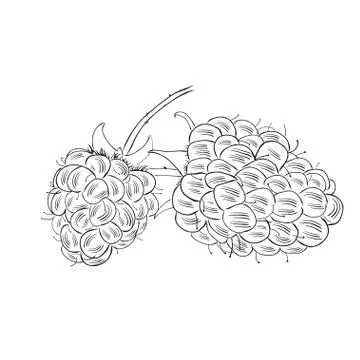 Hand drawn raspberry isolated on white background. Sketch style vector, eco f Stockillustratie