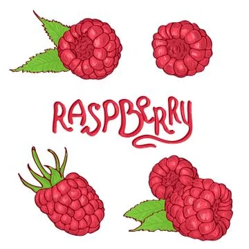 Hand drawn raspberry set isolated on white background. Stock Illustration
