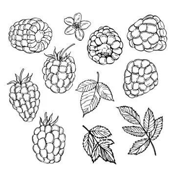 Hand drawn raspberry.  Vector illustration Illustrazione stock