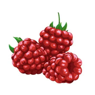 Hand drawn raspberry. White isolated illustration. High quality Stock Illustration
