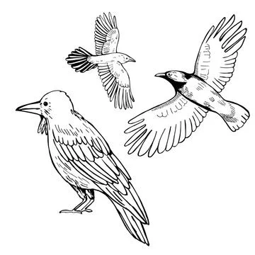 Hand drawn raven on white background. Vector sketch illustration. Stock Illustration