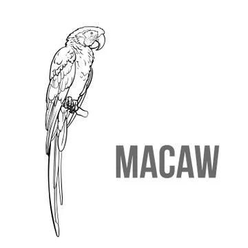Hand drawn red green-winged macaw parrot Stock Illustration