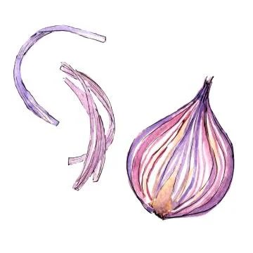Hand drawn red onion Stock Illustration