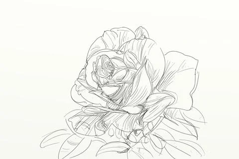 Hand drawn red rose on white background. Vector illustration for your design Stock Illustration