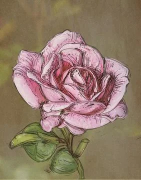 Hand drawn red rose on white background. Vector illustration for your design Stock Illustration