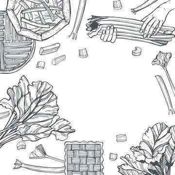 Hand-drawn rhubarb.  Vector background. Stock Illustration
