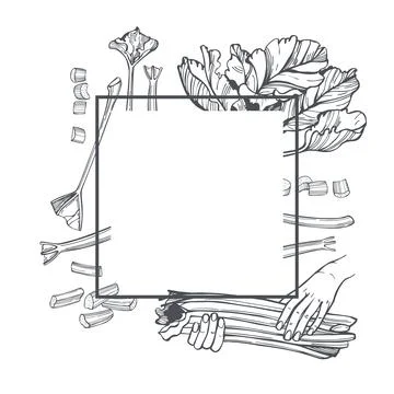 Hand-drawn rhubarb. Vector frame. Stock Illustration