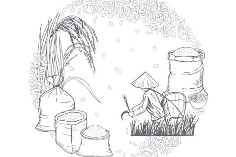 Hand drawn rice set. Stock Illustration