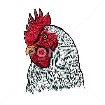 Hand drawn rooster illustration. Design element for poster, card, label, sign Stock Illustration