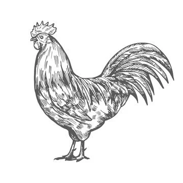 Hand drawn rooster sketch Stock Illustration