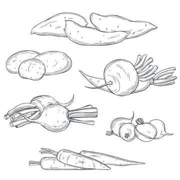 Hand drawn root  vegetables. Stock Illustration
