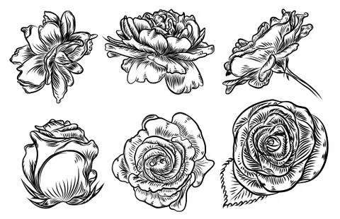 Hand drawn rose etch style set. Rose design elements, garlands and bouquets c Stock Illustration