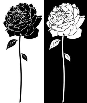 Hand drawn rose Stock Illustration