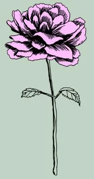 Hand drawn rose Stock Illustration