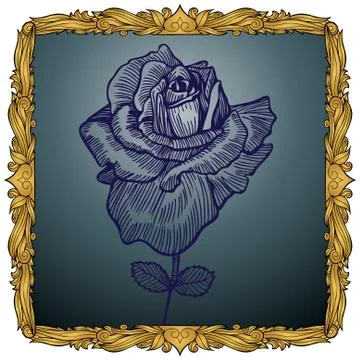 Hand drawn rose Stock Illustration