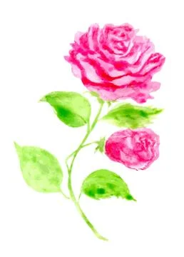 Hand drawn Rose. Vector illustration for greeting cards, invitations, other Stock Illustration