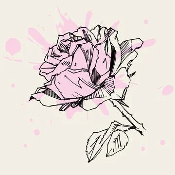 Hand drawn rose. Vector illustration. Vintage tattoo style rose. Flower motif Stock Illustration