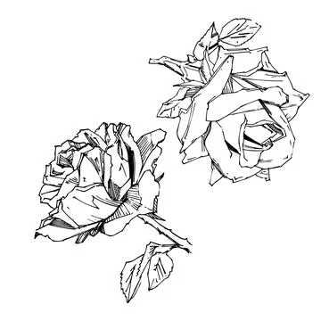 Hand drawn rose. Vector illustration. Vintage tattoo style rose. Flower motif Stock Illustration
