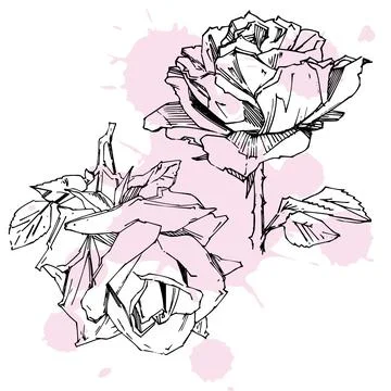 Hand drawn rose. Vector illustration. Vintage tattoo style rose. Flower motif Stock Illustration