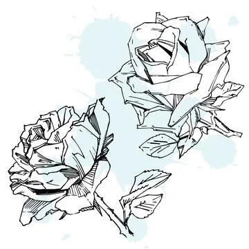 Hand drawn rose. Vector illustration. Vintage tattoo style rose. Flower motif Stock Illustration