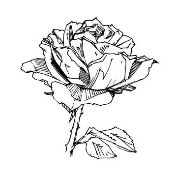 Hand drawn rose. Vector illustration. Vintage tattoo style rose. Flower motif Stock Illustration