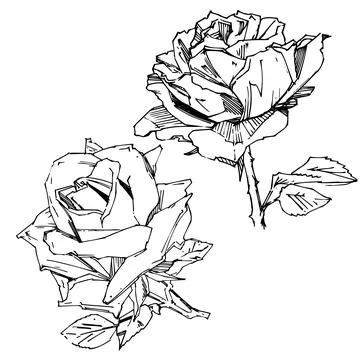 Hand drawn rose. Vector illustration. Vintage tattoo style rose. Flower motif Stock Illustration